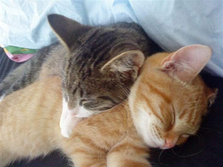 Blanding af racer Hector - Hector og Simba eeeeeeelsker hinanden billede 9