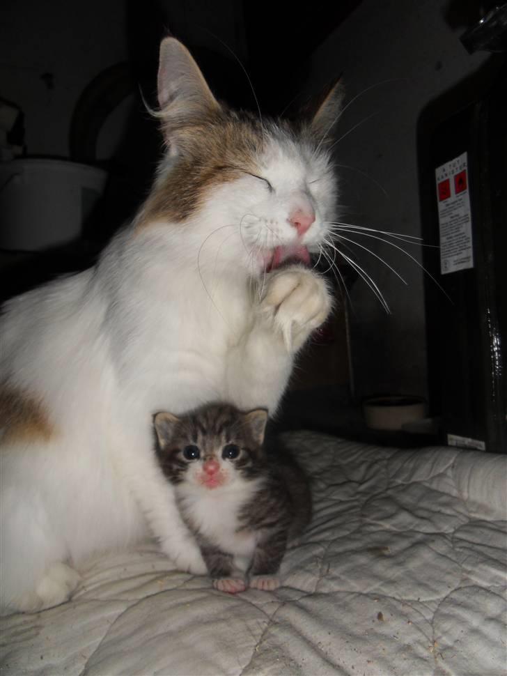 Blanding af racer Hector - Hector og hans smukke mor billede 10