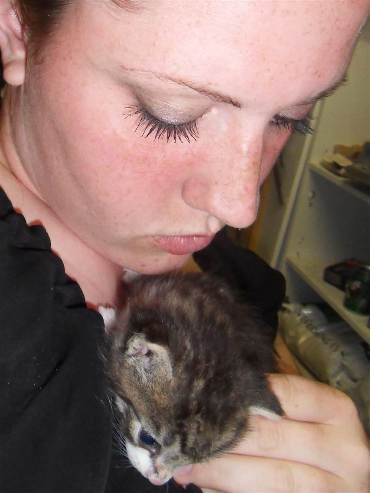 Blanding af racer Hector - Jeg er helt solgt .. Han er den skønneste lille pelstot billede 11