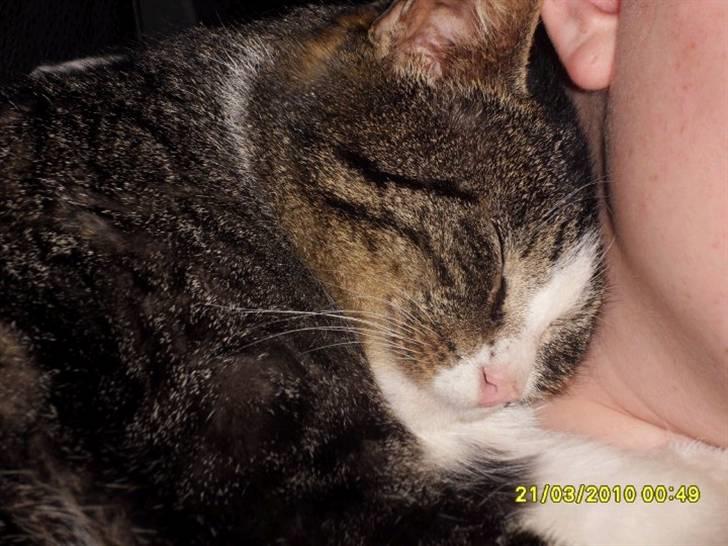 Blanding af racer Hector - Fister .. Hectors far billede 12