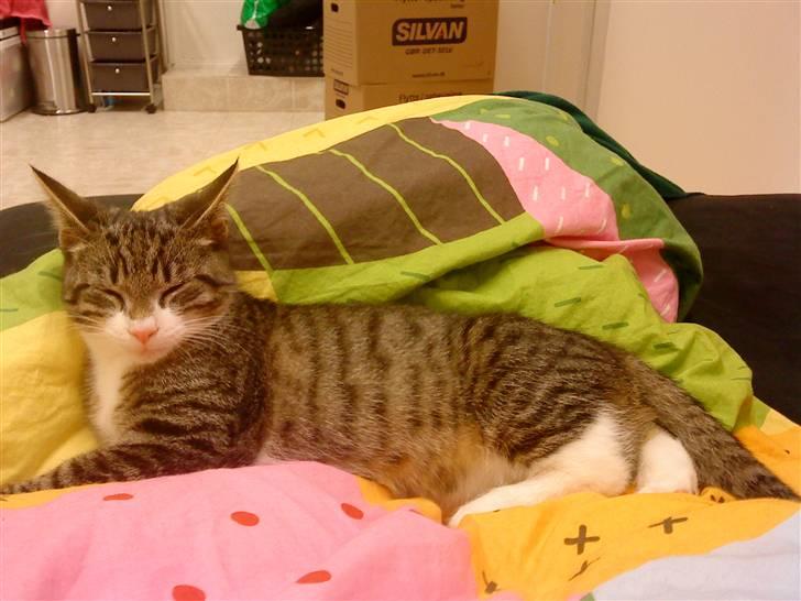 Blanding af racer Hector billede 13