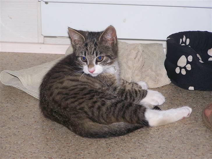 Blanding af racer Hector - 12 uger billede 14