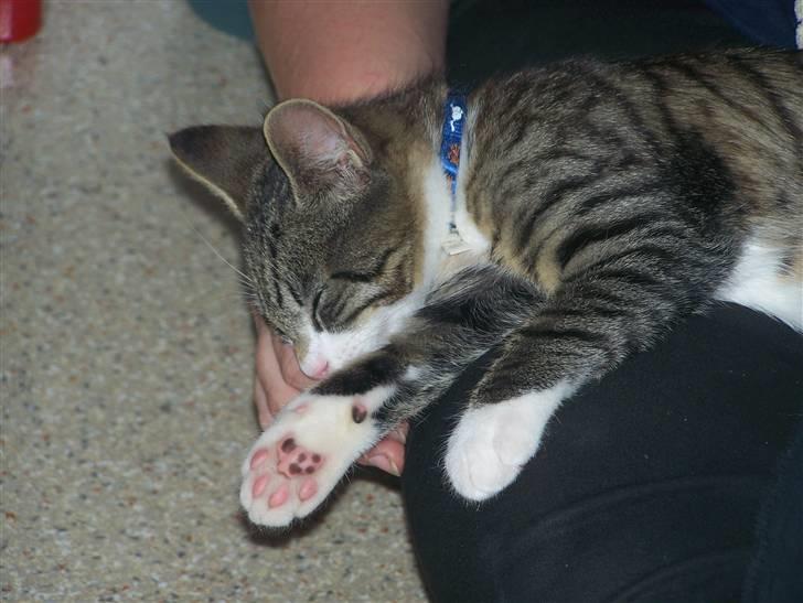 Blanding af racer Hector - 12 uger billede 15