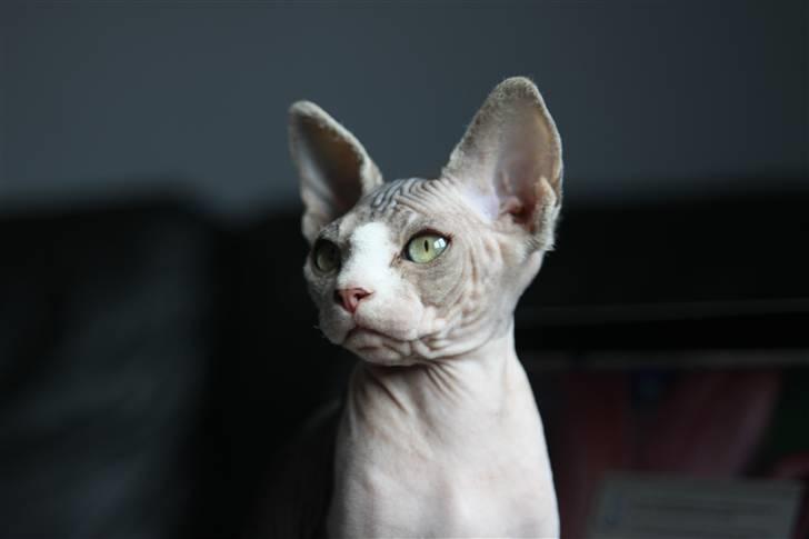 Sphynx DevilsHaircut  Böf billede 1