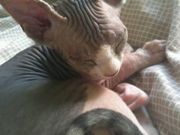 Sphynx DevilsHaircut  Böf billede 2