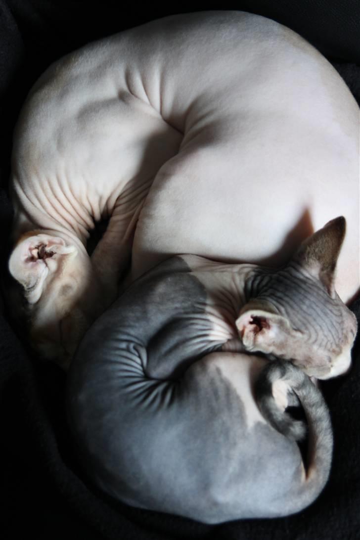 Sphynx DevilsHaircut  Böf billede 3