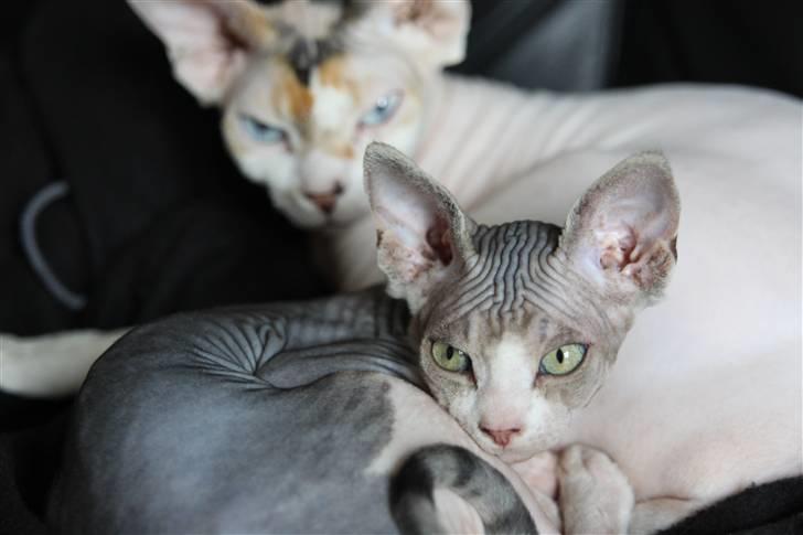 Sphynx DevilsHaircut  Böf billede 4