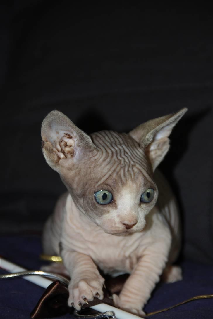 Sphynx DevilsHaircut  Böf billede 7