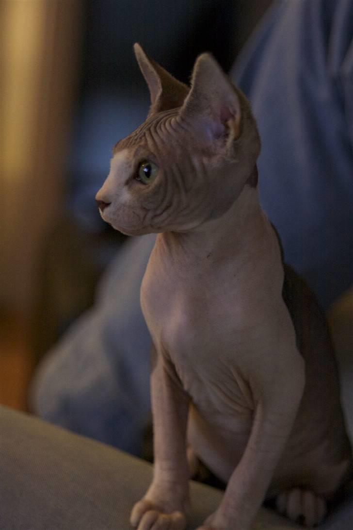 Sphynx DevilsHaircut  Böf billede 10