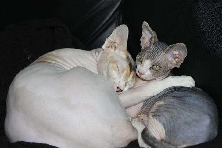 Sphynx DevilsHaircut  Böf billede 11