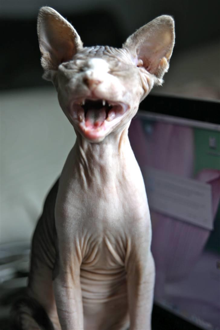 Sphynx DevilsHaircut  Böf billede 12