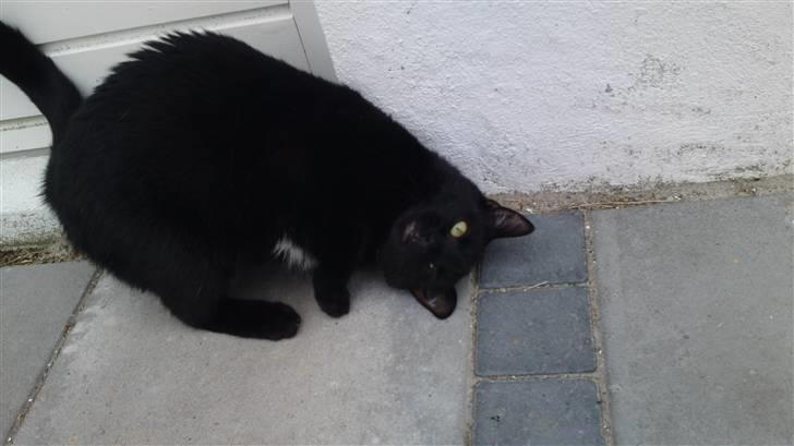 Huskat Fie billede 8