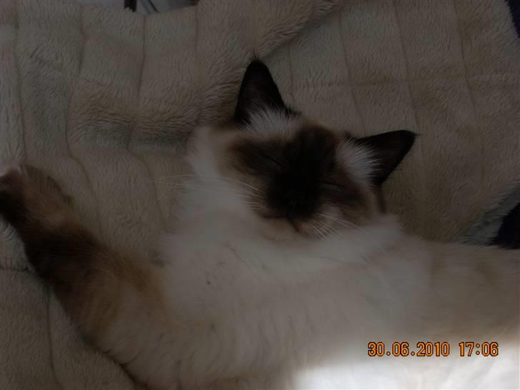 Hellig Birma Charlie billede 7