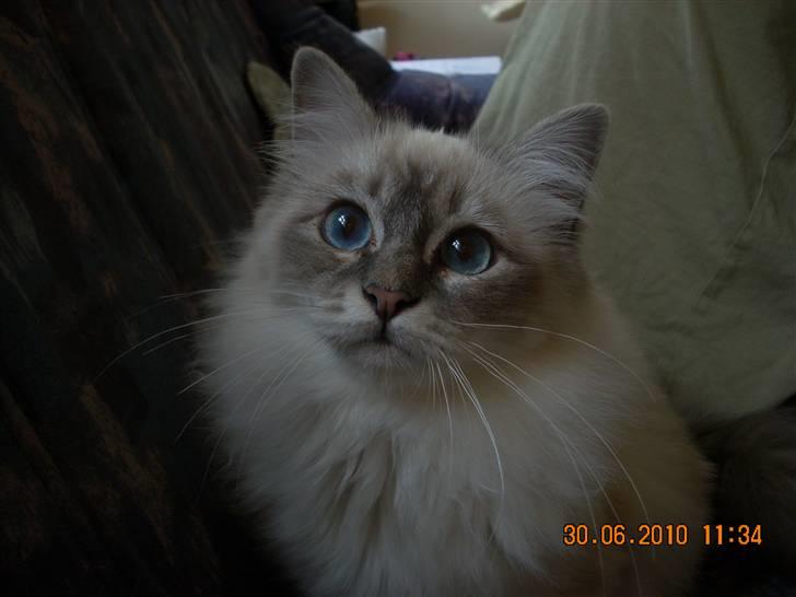 Hellig Birma Bella - Min elskede Bella <3 billede 14