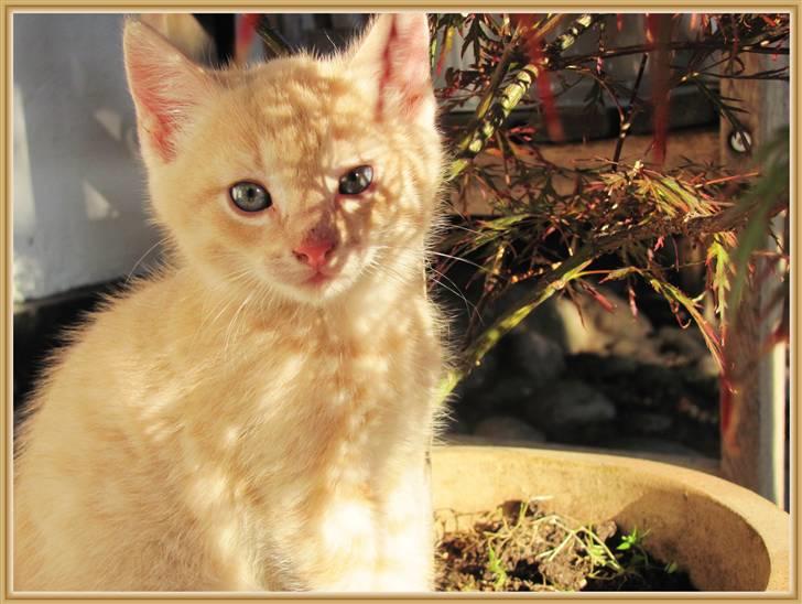 Huskat Charlie (Himmelkat) billede 1