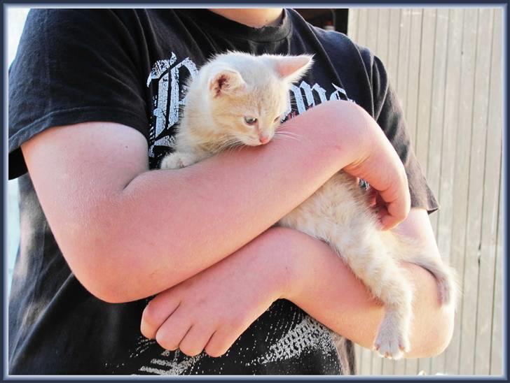 Huskat Charlie (Himmelkat) billede 2