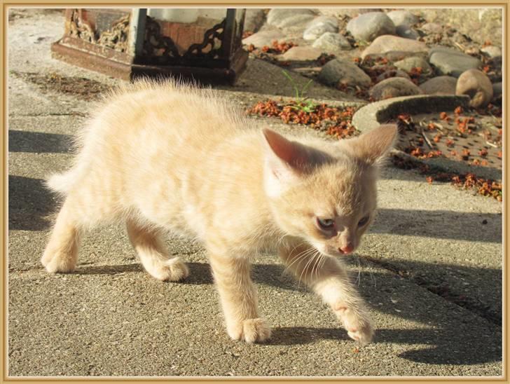 Huskat Charlie (Himmelkat) billede 3