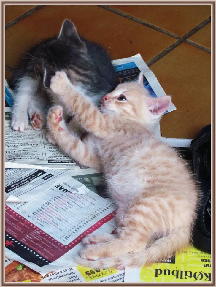 Huskat Charlie (Himmelkat) billede 4