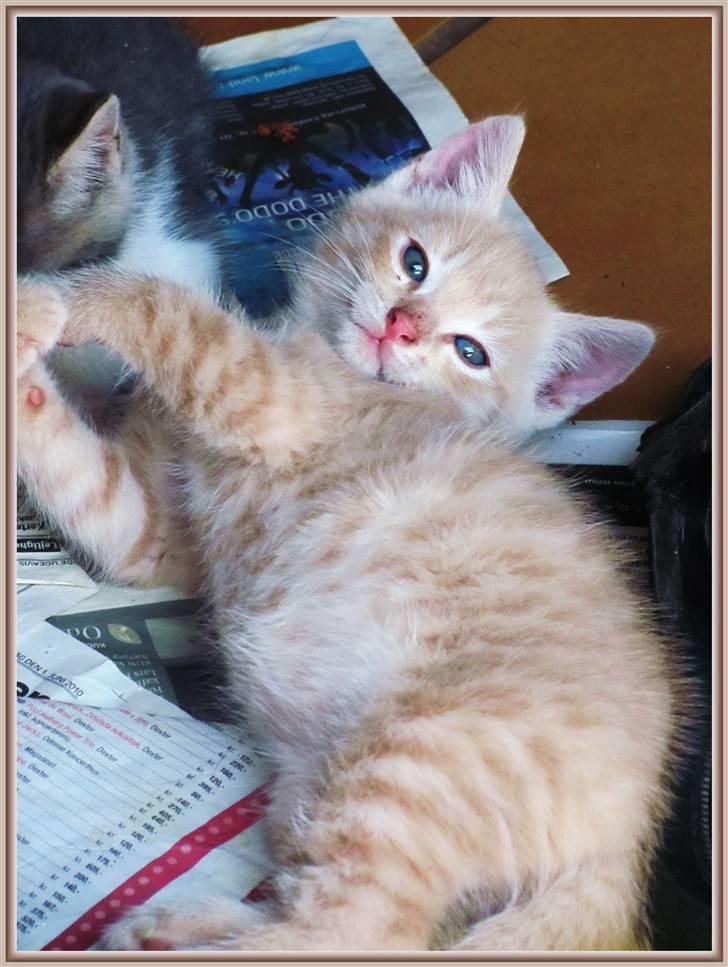 Huskat Charlie (Himmelkat) billede 5