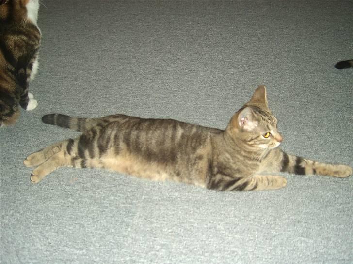 Huskat Marcia billede 1