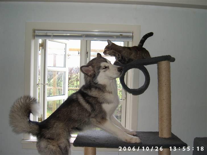 Huskat Marcia - selv hunden får bank :-) billede 2