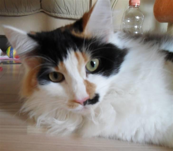 Norsk Skovkat Na'Zyia´s Marilyn Monroe billede 1