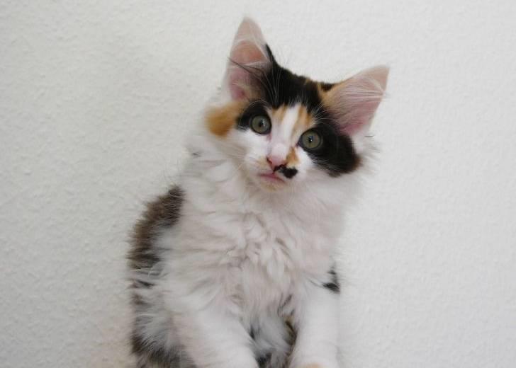 Norsk Skovkat Na'Zyia´s Marilyn Monroe billede 2