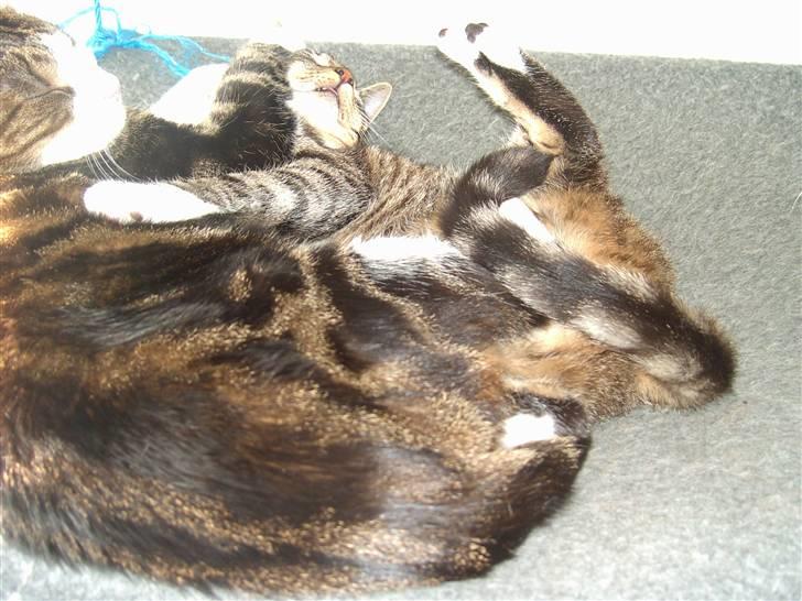 Huskat Marcia - så er det vasketur (det er mig med benene i vejret) billede 3