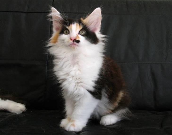 Norsk Skovkat Na'Zyia´s Marilyn Monroe billede 3