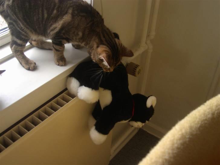 Huskat Marcia billede 4