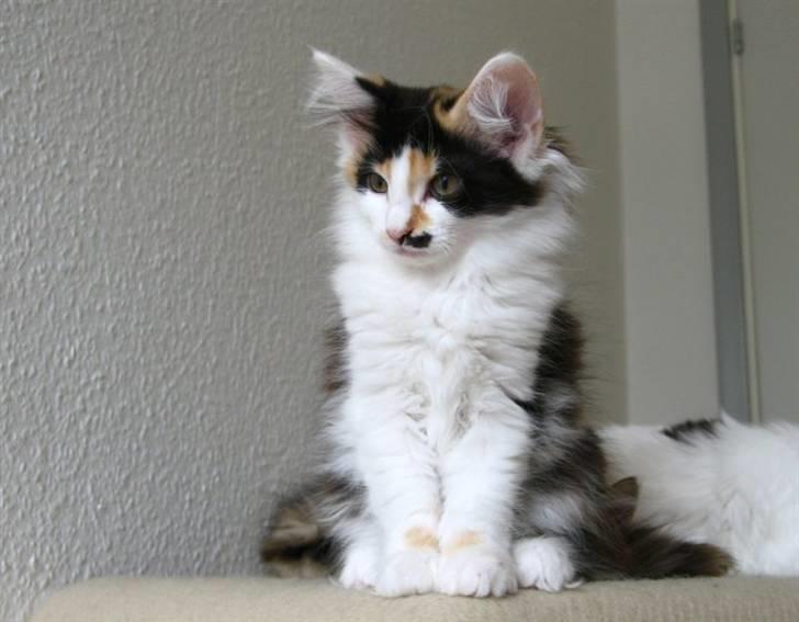 Norsk Skovkat Na'Zyia´s Marilyn Monroe billede 4