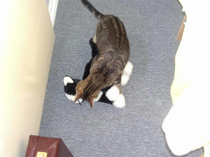 Huskat Marcia billede 5