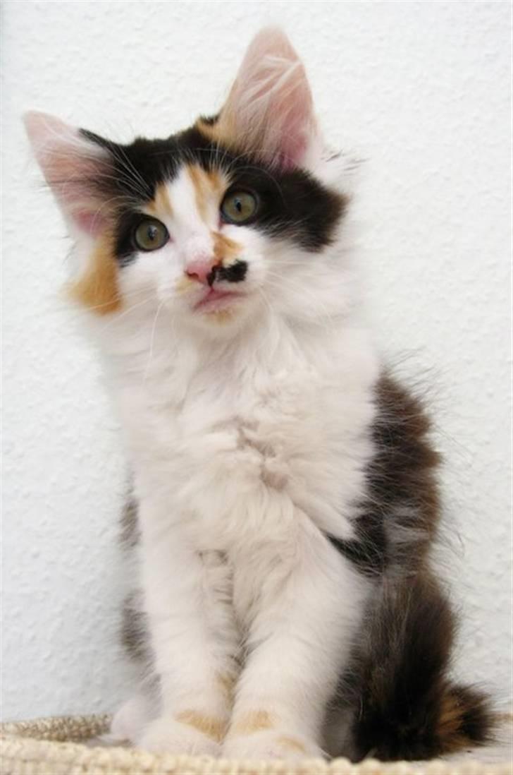 Norsk Skovkat Na'Zyia´s Marilyn Monroe billede 5