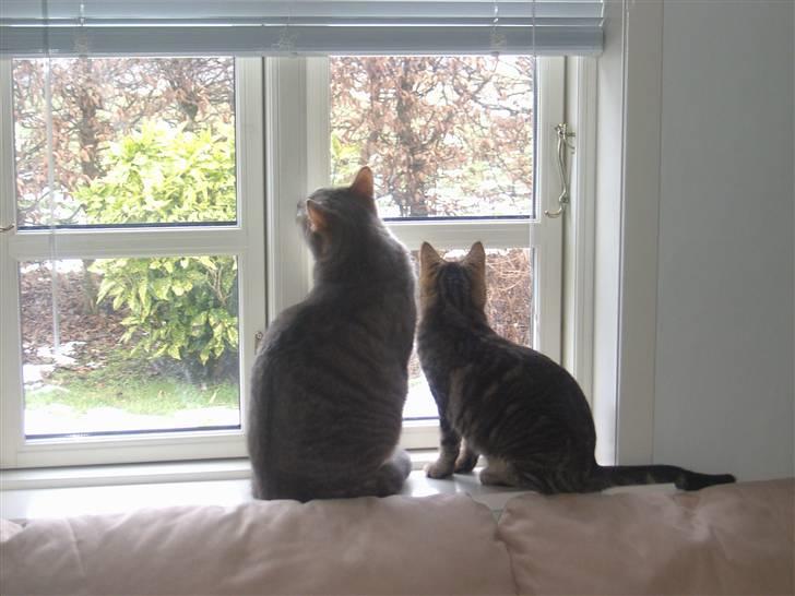 Huskat Marcia - mig og Ingolf sidder og venter på at løbegården åbnes (jo det er mig den lille) billede 6