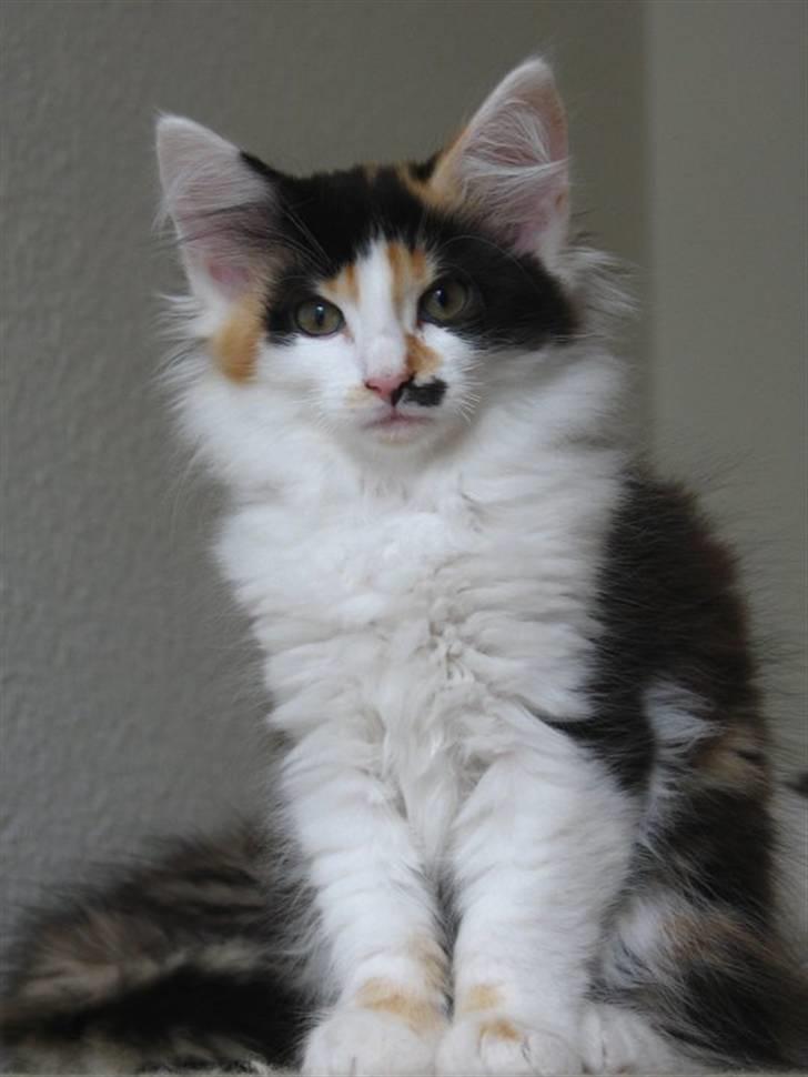 Norsk Skovkat Na'Zyia´s Marilyn Monroe billede 6