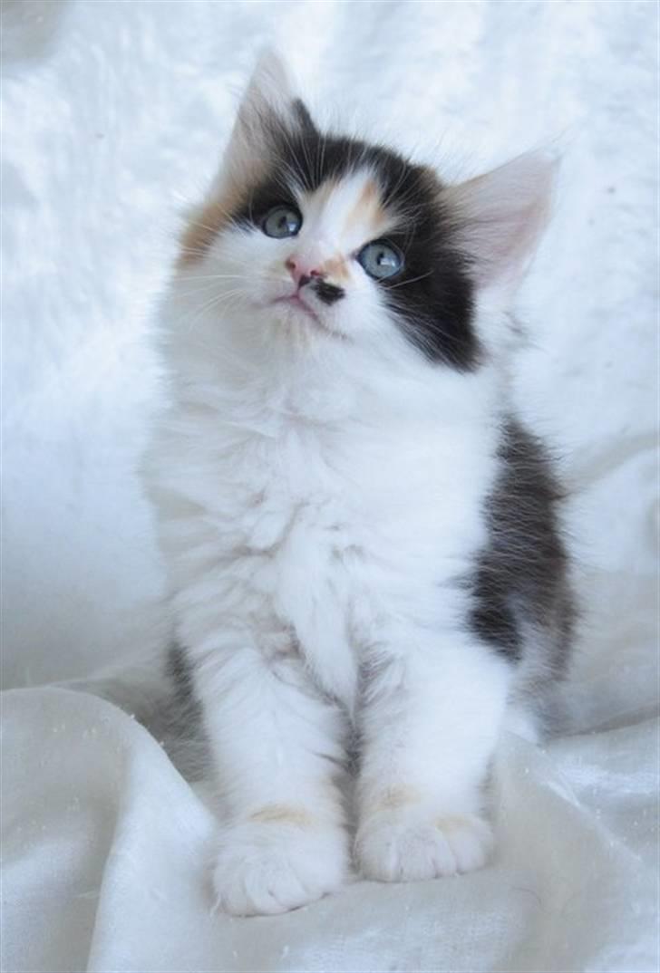 Norsk Skovkat Na'Zyia´s Marilyn Monroe billede 7