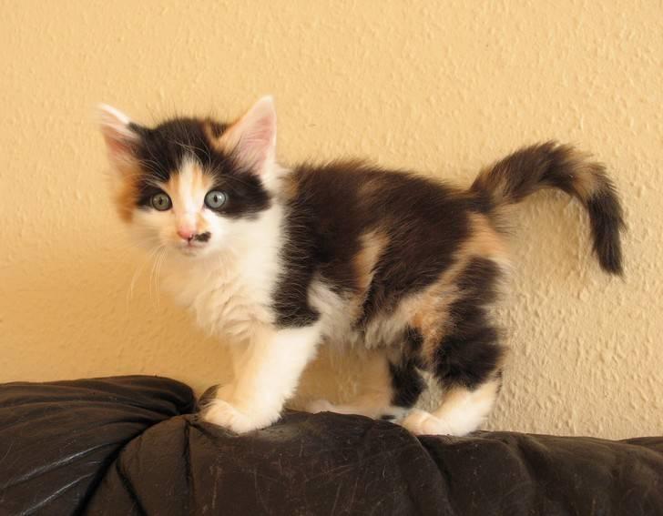 Norsk Skovkat Na'Zyia´s Marilyn Monroe billede 8