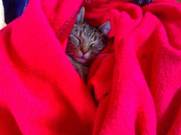 Huskat Marcia billede 7