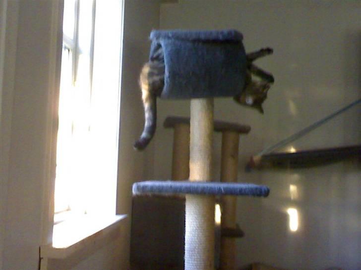 Huskat Marcia billede 8