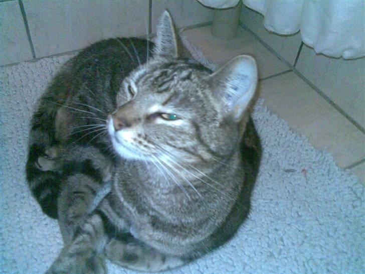 Huskat Marcia billede 9