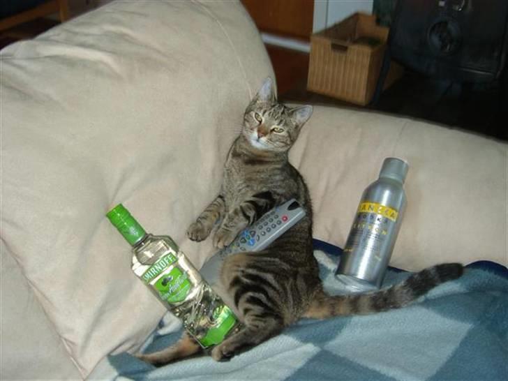 Huskat Marcia - sikke dog en tur i går :-) billede 10