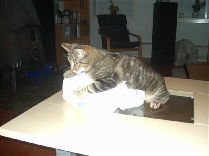 Huskat Marcia billede 11