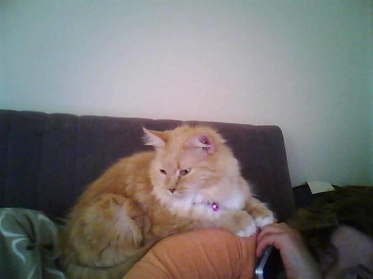 Maine Coon Creamy - Se hvor stor jeg er blevet... har fordoblet min vægt og har det meget bedre ind da jeg flyttede ind. og ikke stresset mere og tør nu at snakke med andre mennesker ind mor.  billede 8