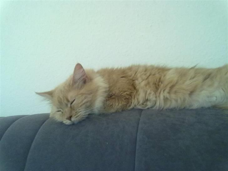 Maine Coon Creamy billede 10