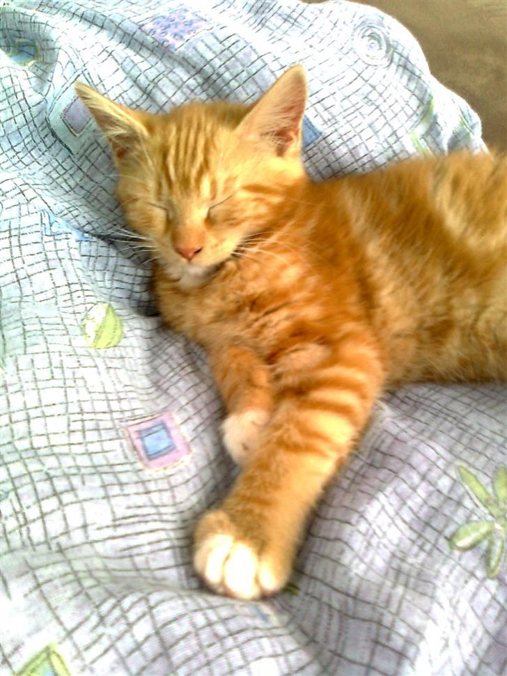 Blanding af racer mrs tyson billede 1