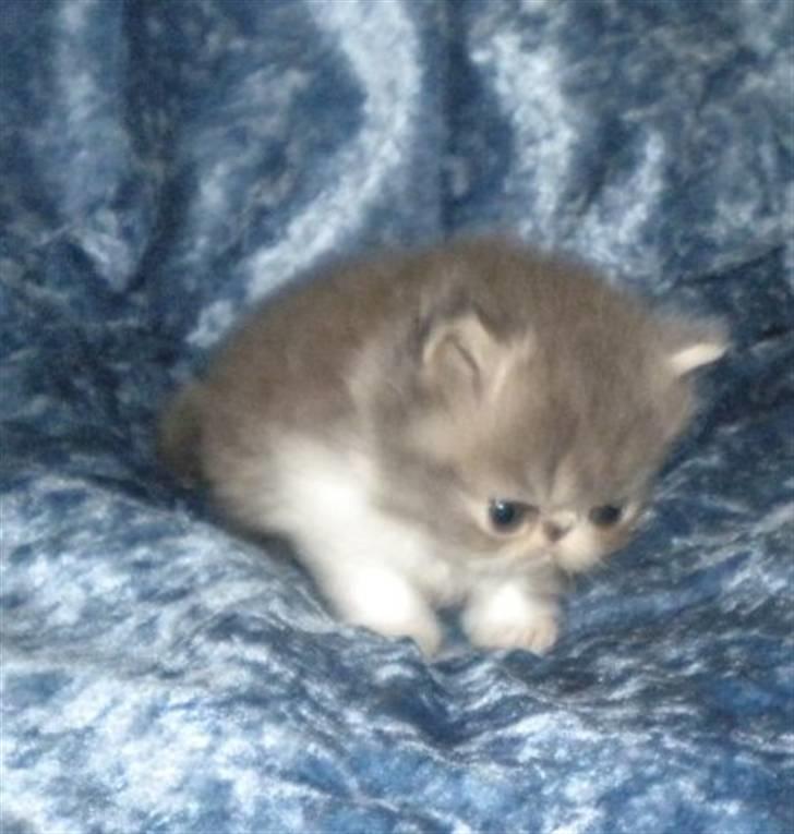 Perser Daylight Joy - 4 uger billede 1