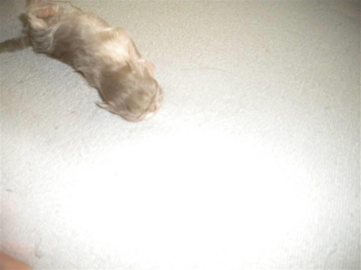 Perser Daylight Joy - nyfødt billede 2