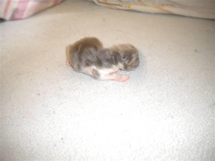 Perser Daylight Joy - nyfødt billede 3