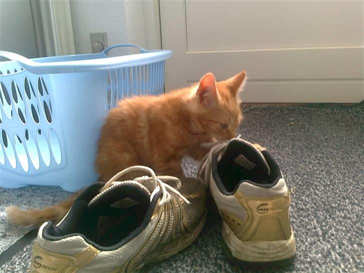 Blanding af racer mrs tyson billede 2