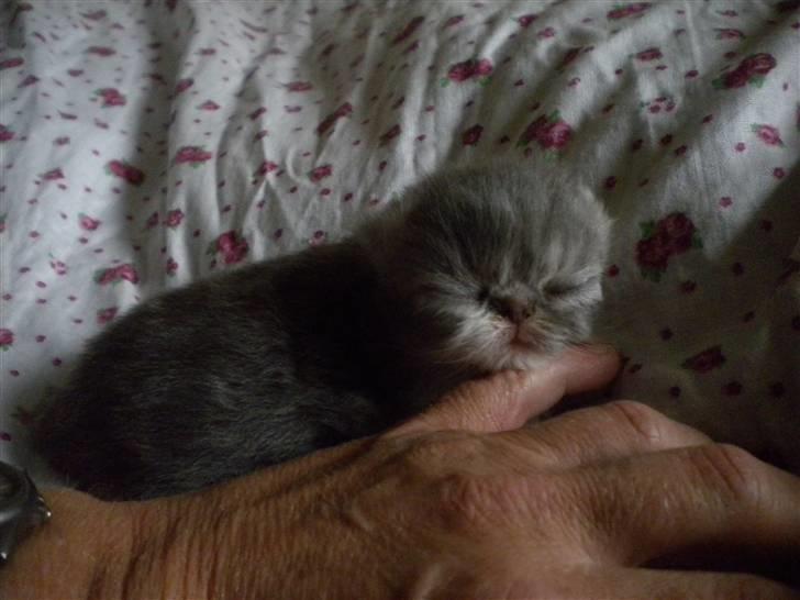 Perser Daylight Joy - 9 dage billede 4